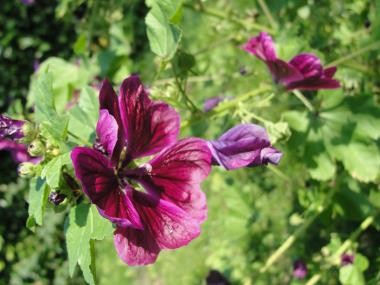 Billede af blomst